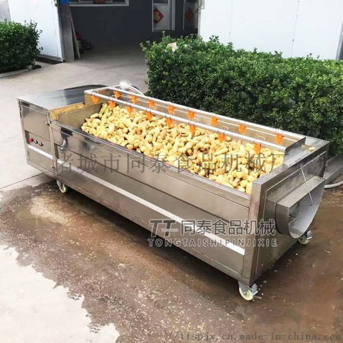 大姜生姜清洗機(jī),大姜清洗脫皮機(jī),生姜清洗脫皮機(jī) ,諸城市同泰食品機(jī)械廠